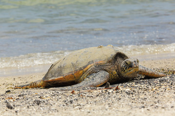 Beautiful endangered green sea turtle