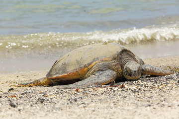 Beautiful endangered green sea turtle