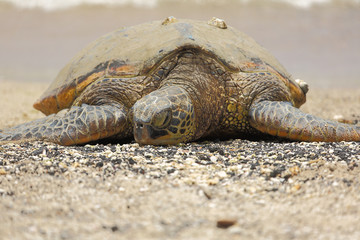 Beautiful endangered green sea turtle