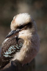 Kookabura sitting on a branch