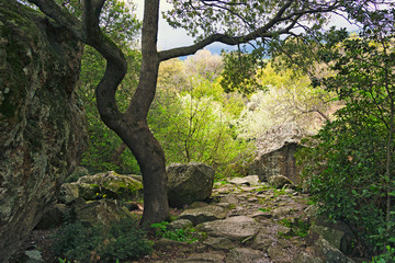 scenic photography Park in early spring.