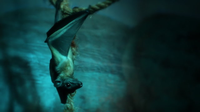 Fruit Bat 2. A fruit bat hanging upside down in a dark cavern, crawls away.