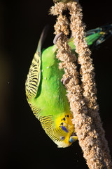 Obraz premium Budgie eating seed hanging upside down