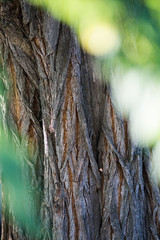 Bark texture