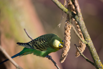 Budgie eating seed on a branch
