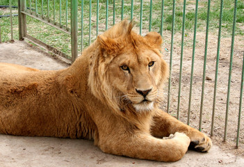 Lion