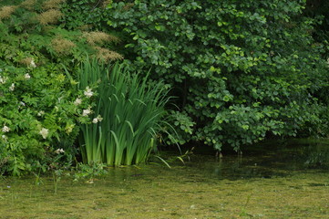 Fototapeta na wymiar A picturesque pond in the green summer forest. A quiet pond, overgrown with weeds and tall grass. A small forest pond, the pond in the forest.