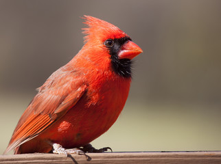 Male cardinal on a perch