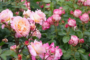 Naklejka na ściany i meble Beautiful pink rose plant in a garden. 