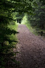 Obraz premium forest