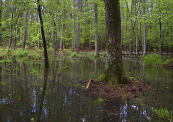 Flooded forest