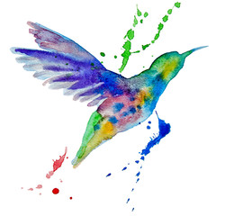 hummingbird multicolored on white background - 87473728
