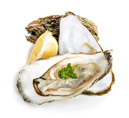 Oysters isolated on a white background