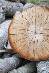 Dry logs stacked in a pile in the garden