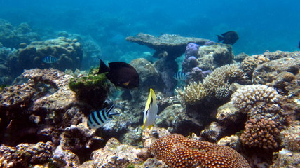 Fototapeta na wymiar Grande, Barrière de Corail