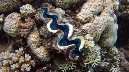 Grande, Barrière de Corail