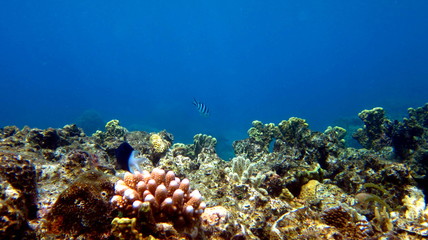 Fototapeta na wymiar Grande Barrière de Corail