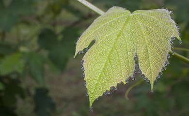 Wet grape plant
