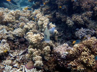 Grande Barrière de Corail