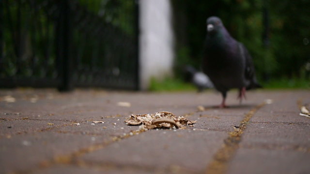 Pigeon  Eats Food on The Ground