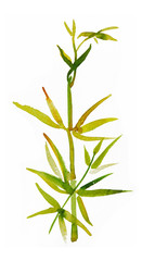 Bamboo leaves isolated on white, watercolor