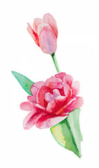Pink, red peony, bud, watercolor