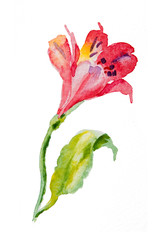Flowers pink, red alstromeries 1, watercolor