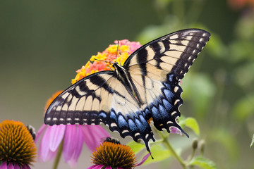 Swallowtail Butterfly Feeding on Lantana