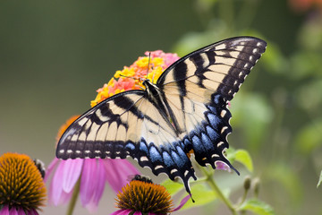 Fototapeta premium Swallowtail Butterfly Feeding on Lantana