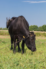 .cow on summer green field
