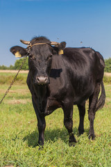 .cow on summer green field