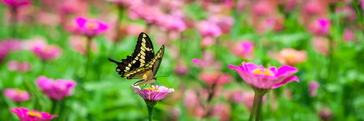 Fototapete Schmetterling Schmetterling auf einer Blume