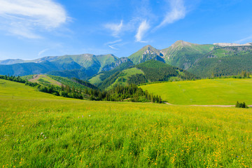 Yellow flowers on green meadow in summer landscape of Tatra Mountains, Slovakia