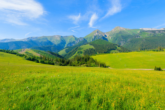 Yellow flowers on green meadow in summer landscape of Tatra Mountains, Slovakia