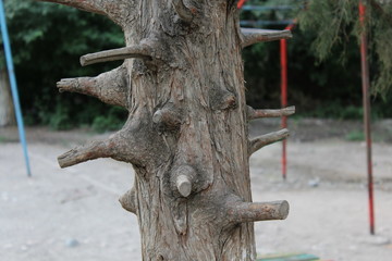 The trunk of old pruned tree on the background of children's playground.