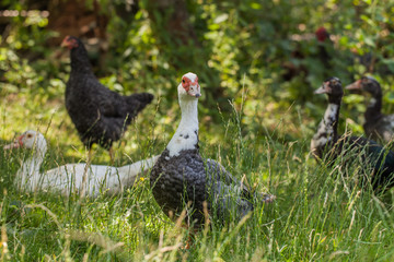 village farm ducks on the wild grass