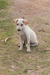 Obraz na płótnie Canvas Thai Stray Puppy Dog