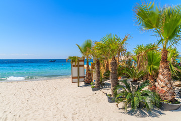 Fototapeta na wymiar Palm trees on white sand Palombaggia beach, Corsica island, France