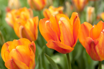 field of orange tulips