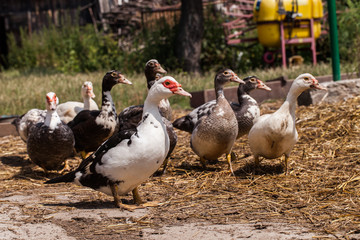 village farm ducks on the wild grass