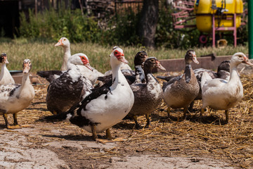village farm ducks on the wild grass