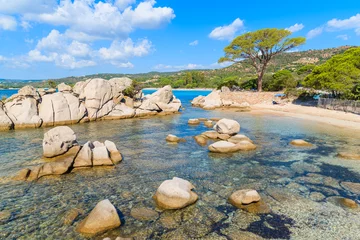 Photo sur Plexiglas Plage de Palombaggia, Corse Famous Palombaggia beach with green pine tree, Corsica island, France
