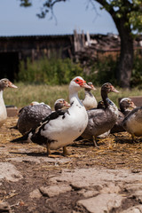 village farm ducks on the wild grass