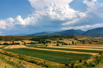 Agricultural field with a mixt of culture and colours