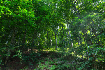Fototapeta na wymiar Green forest on a mountain pathway in Romania