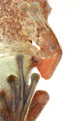 Close-up of common orange bush frog