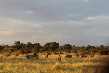 Fototapeta na wymiar Zebras in the Meadows - Grassland