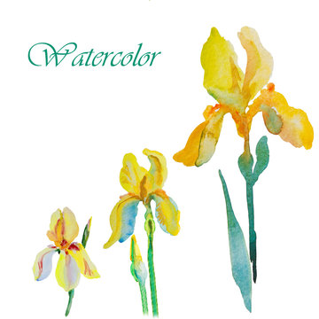  Beautiful iris flower, postcard