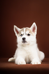 Cute little puppy of syberian husky