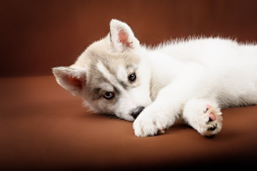 Cute little puppy of syberian husky